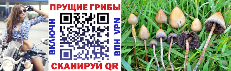 Купить  Монино  Псилоцибиновые грибы GOLDEN TEACHER 